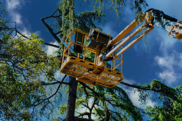 How Our Tree Care Process Works  in  Kotzebue, AK